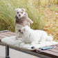 Graphene Pet Heating Pad | Made in Korea!