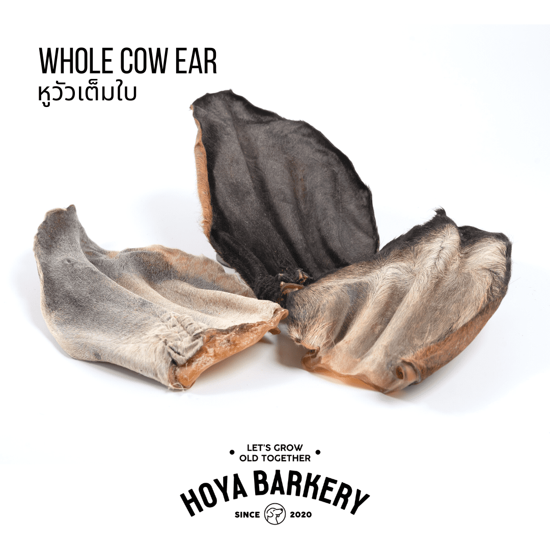 Cow Whole Ear