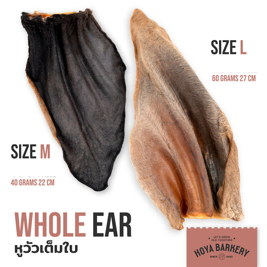 Cow Whole Ear