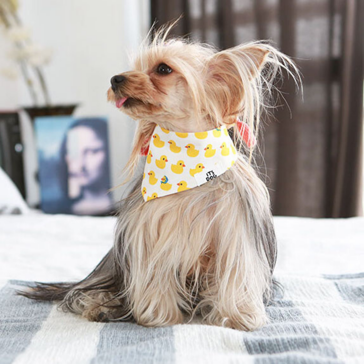 Yellow Chick Bandana