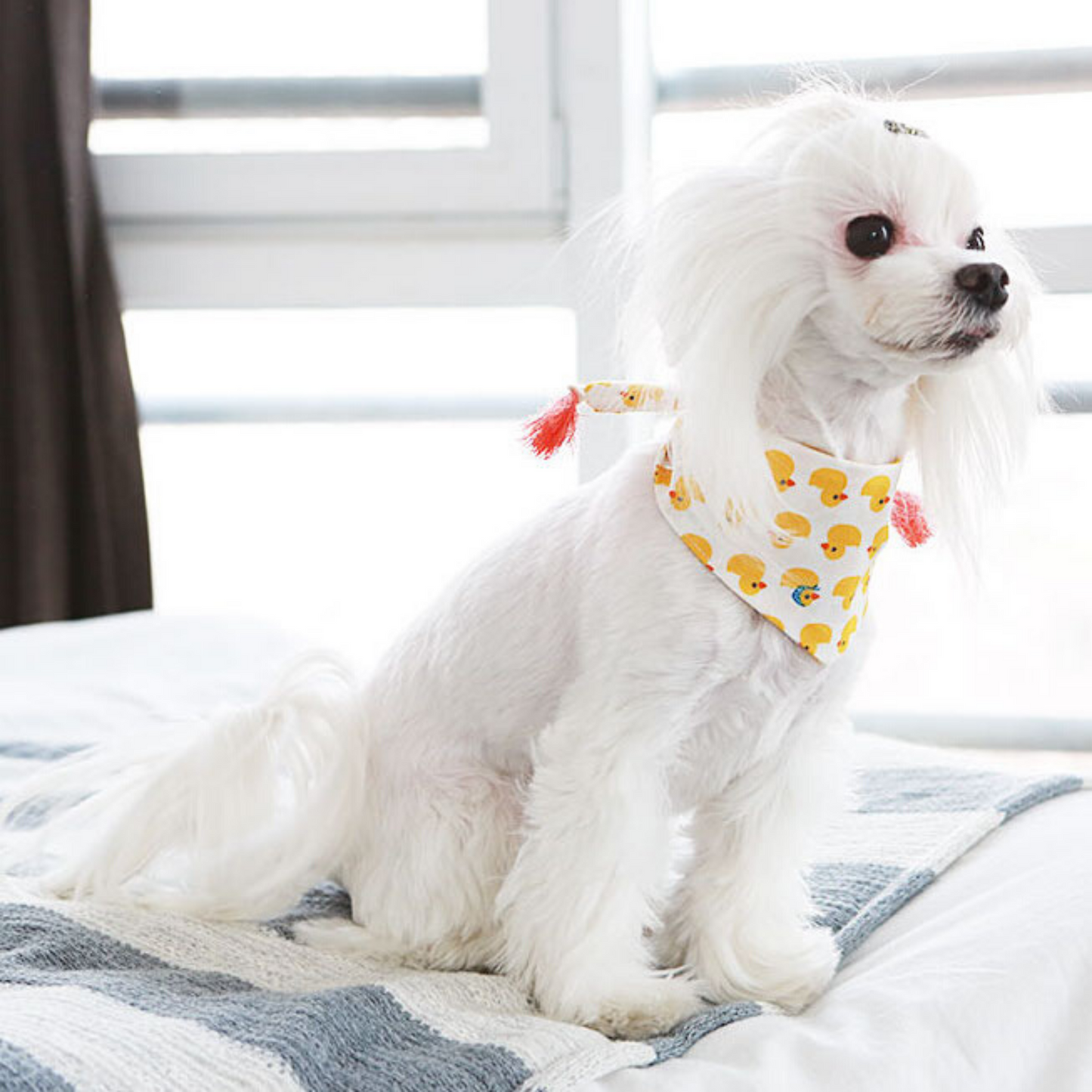 Yellow Chick Bandana