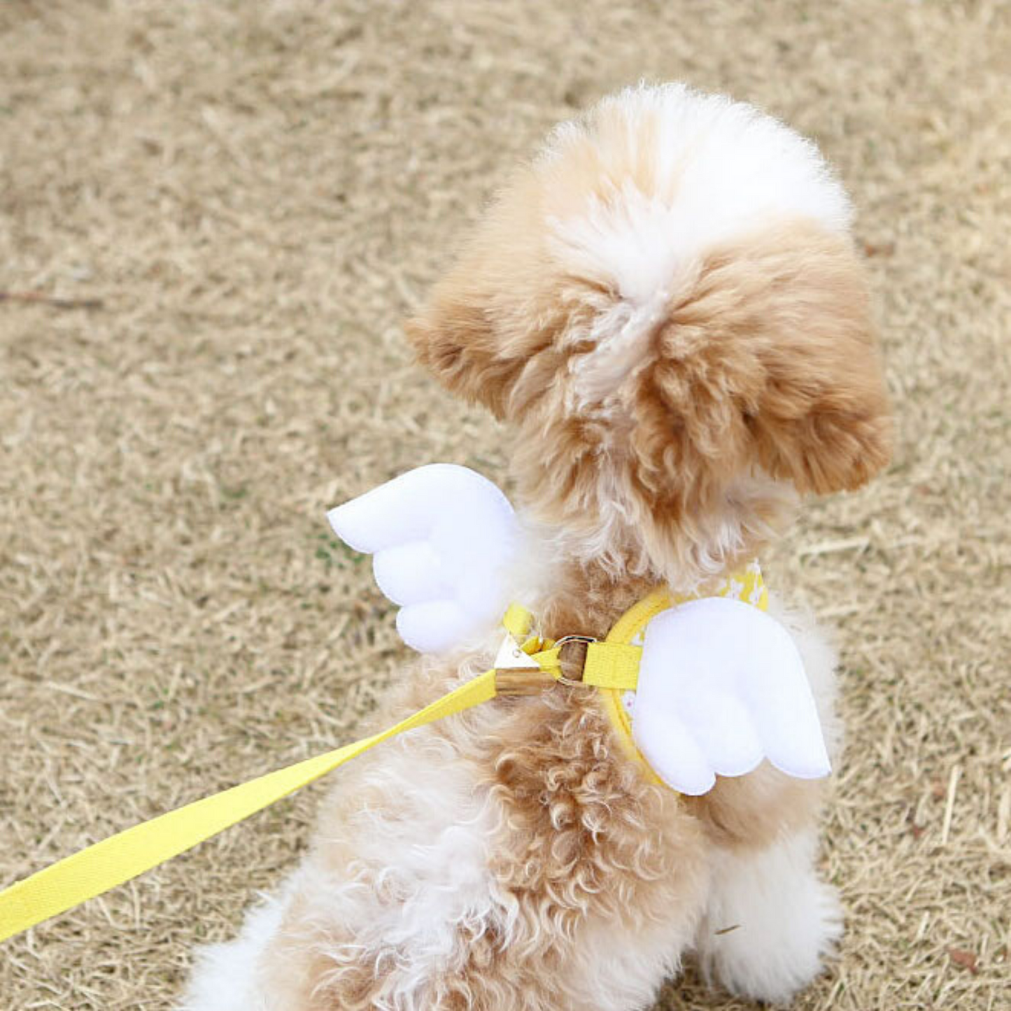 Blooming Angel Harness